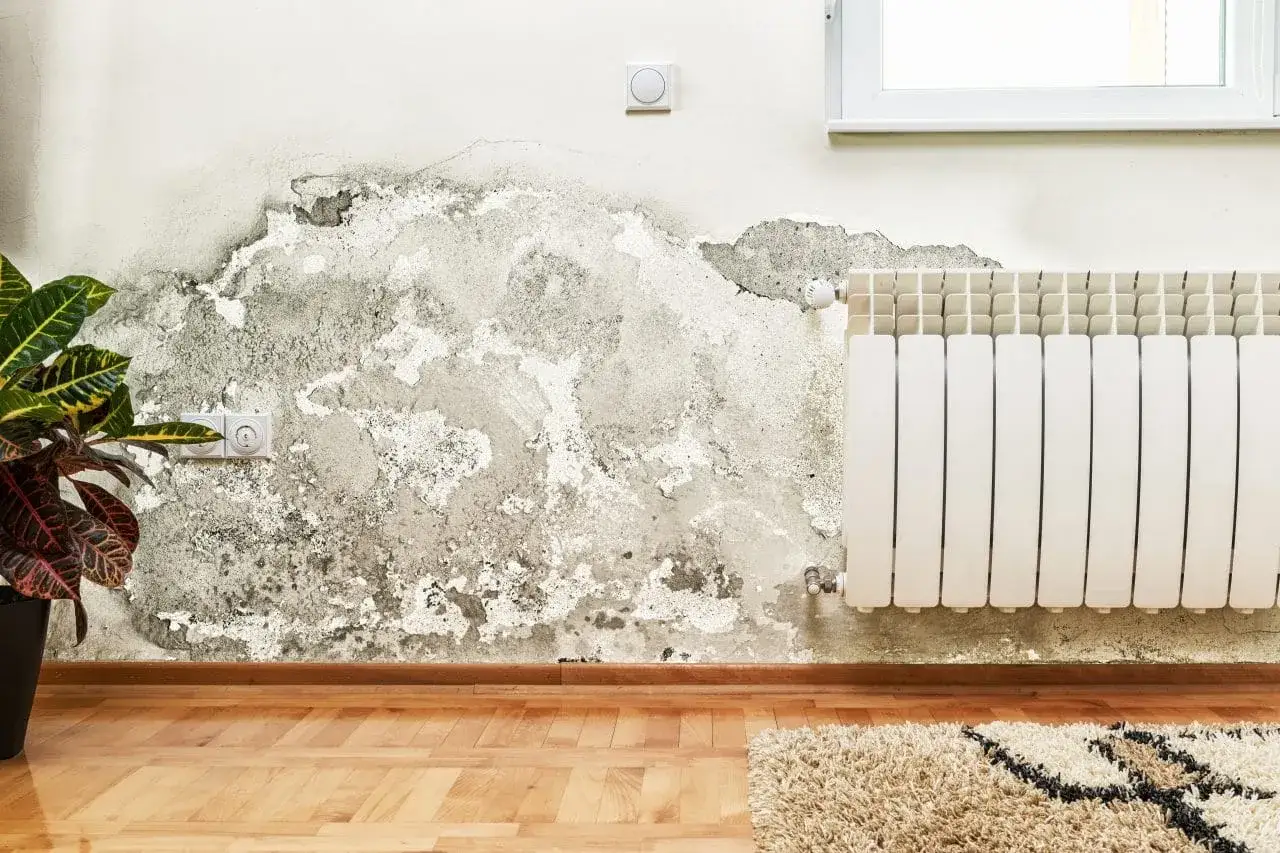 Un mur abîmé par l'humidité, avec des traces de moisissure et de peinture écaillée, attend d'être rénové. Une plante verte et un radiateur blanc sont à proximité.