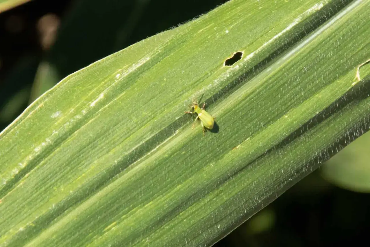 A tiny, pale green corn rootworm beetle rests on a vibrant green corn leaf, its legs spread wide.
