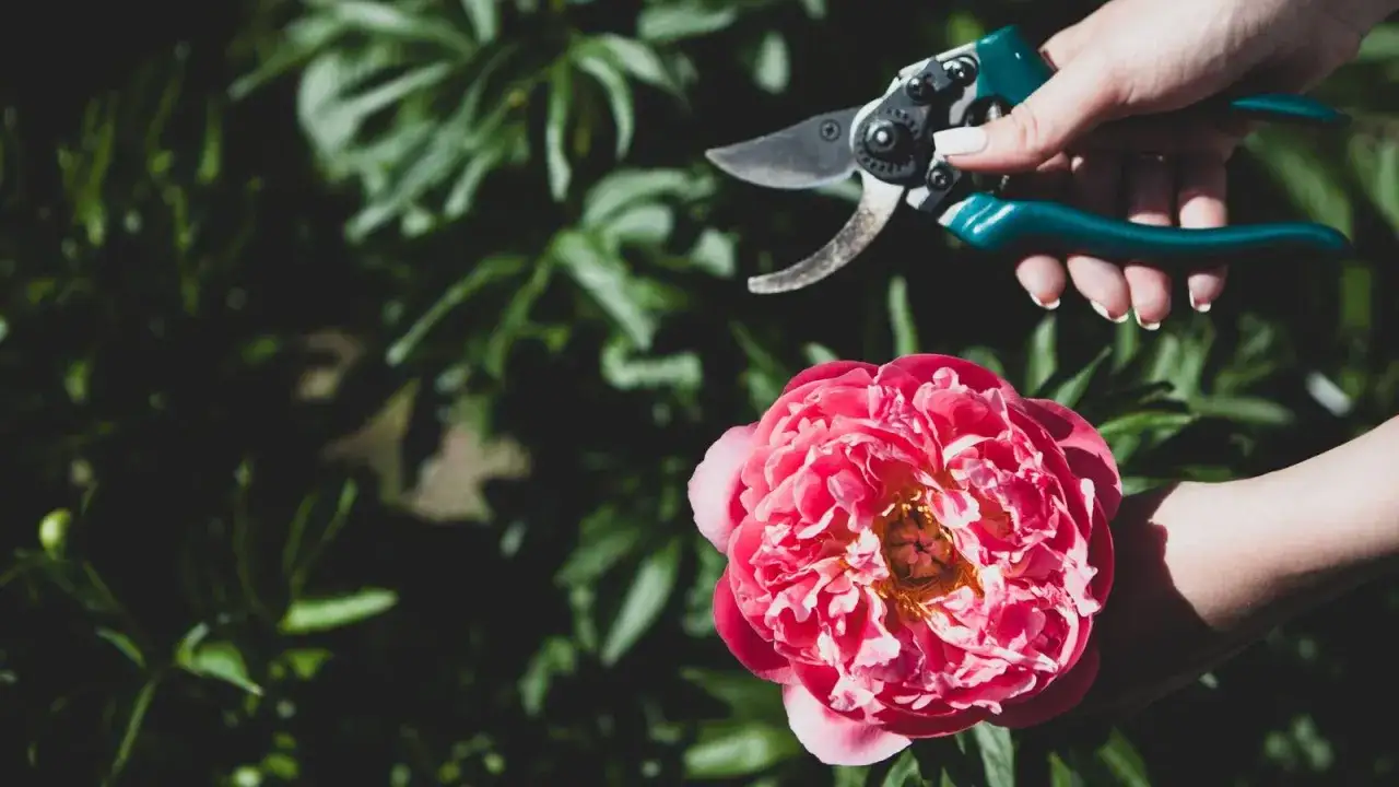 En hand h&aring;ller en sekat&ouml;r redo att besk&auml;ra pioner. En vacker rosa pion blommar i f&ouml;rgrunden.