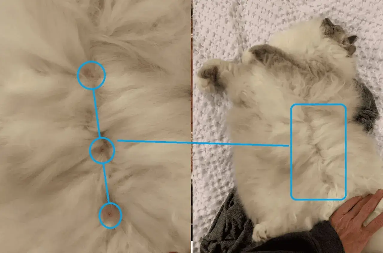 Close-up of a fluffy cat's belly, showing three small pink spots circled in blue, answering the question: do boy cats have nipples?