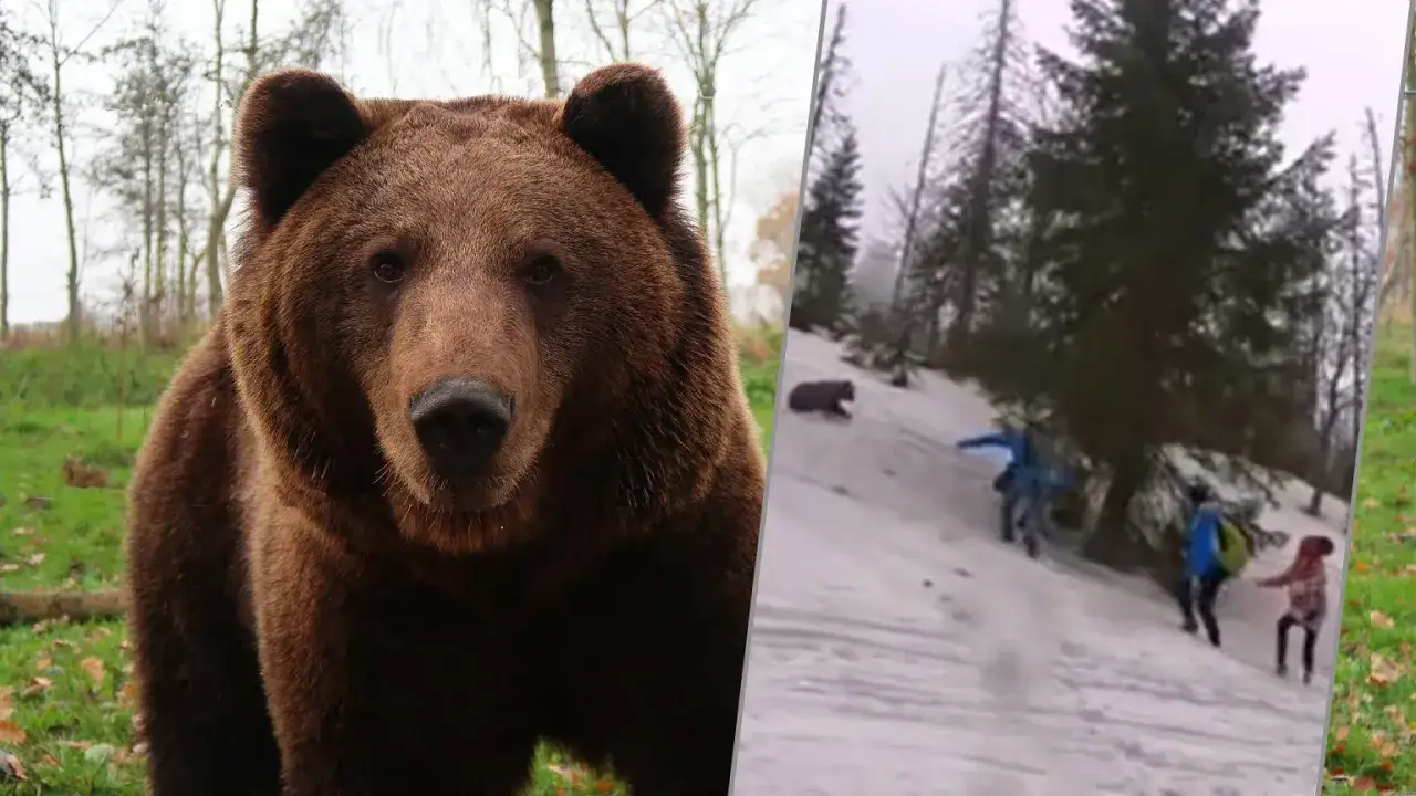 Zbliżenie na groźnego niedźwiedzia obok sceny uciekających ludzi w śniegu. Czy niedźwiedź zje człowieka?