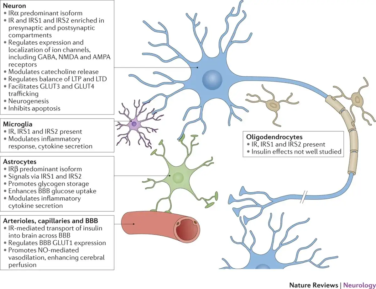 Ilustracja przedstawia komórki mózgowe: neuron, mikroglej, astrocyt, oligodendrocyt i naczynia krwionośne, ukazując ich rolę w kontekście cukrzycy typu 3.