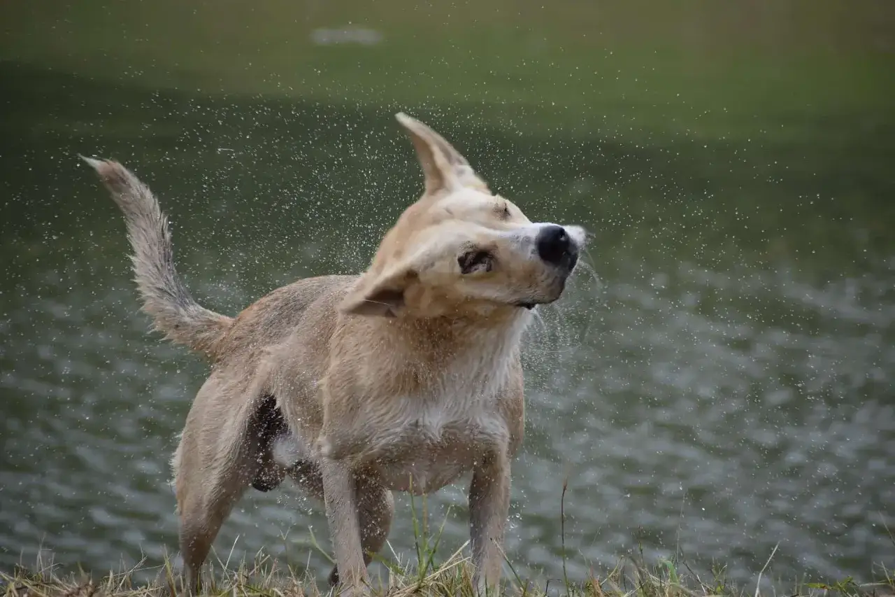Perro mojado sacude su cuerpo, esparciendo gotas de agua. As&iacute; es porque se sacuden los perros, para secarse r&aacute;pido.