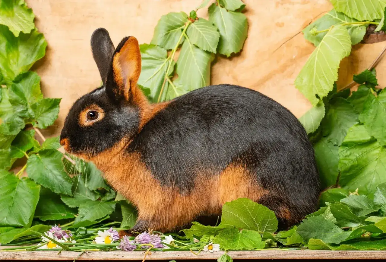 Ein Lohkaninchen schwarz mit braunen Akzenten sitzt zwischen grünen Blättern und kleinen Blumen auf Holz.