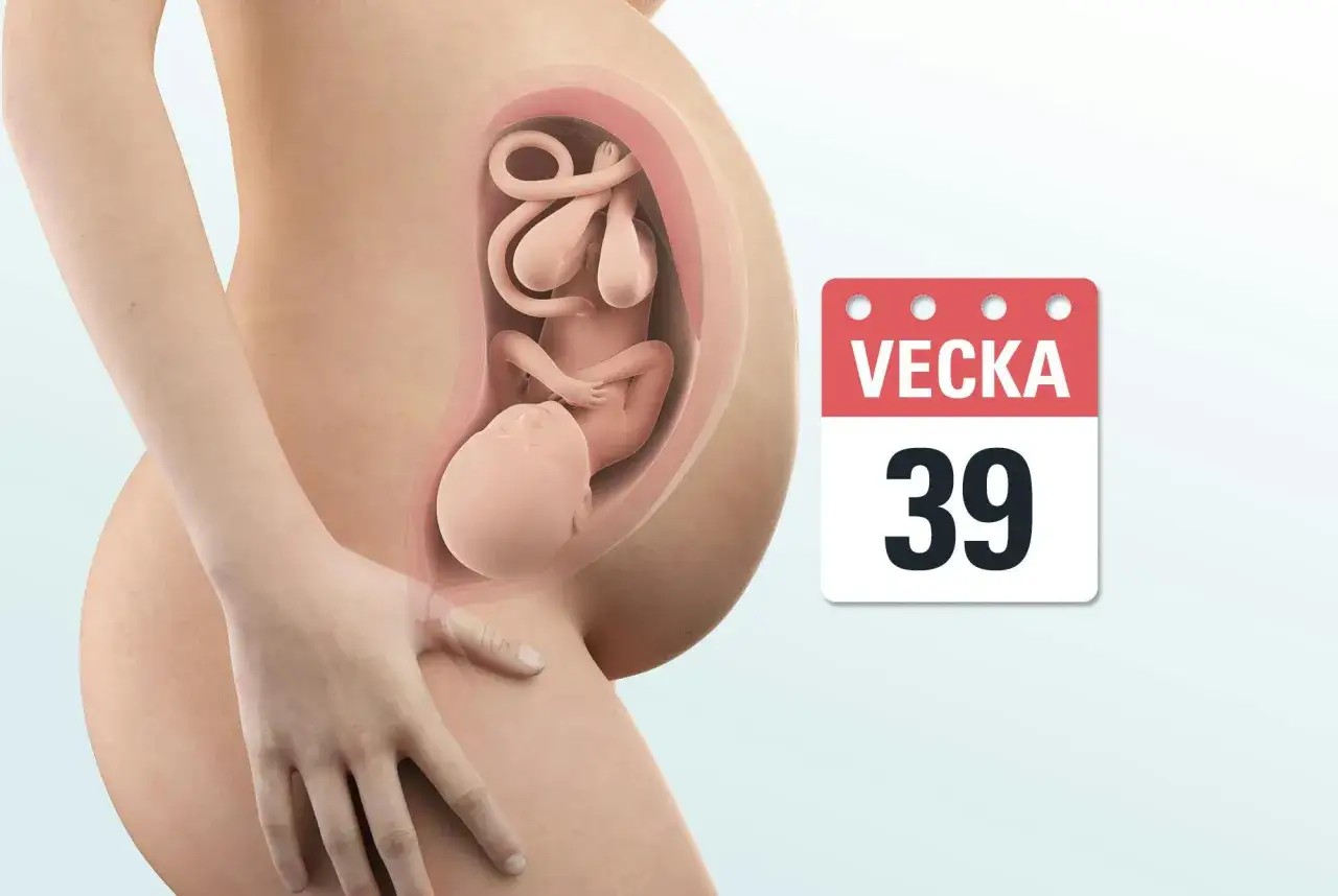 Gravid mage vecka 39 med foster. Kanske dags för föräldrar att förbereda sig för förlossning och lära sig om Braxton Hicks svenska sammandragningar.