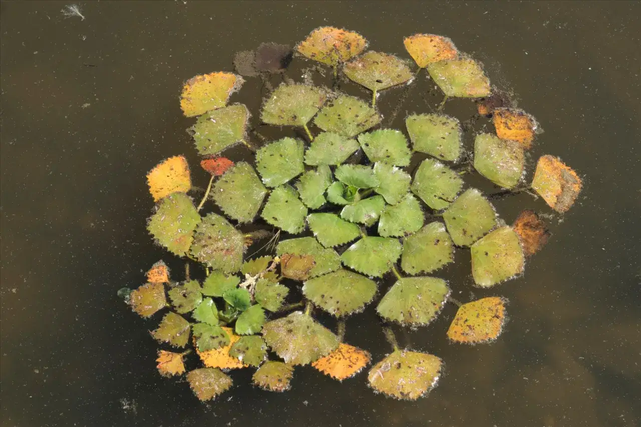 Feuilles vertes et jaunes de chataigne d'eau flottant sur l'eau sombre.