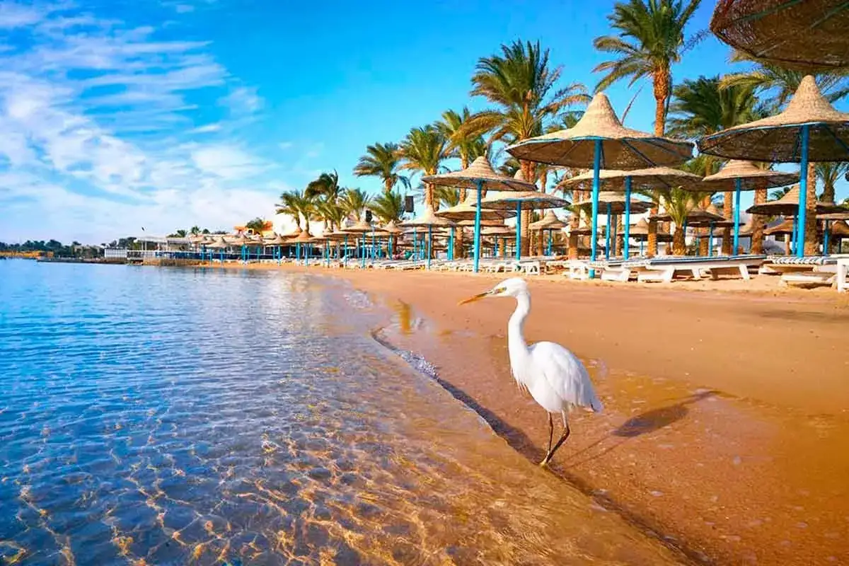 Piękna plaża w Egipcie, idealna na grudniowy wypoczynek. Biała czapla spaceruje brzegiem morza, a palmy i parasole zapraszają do relaksu.