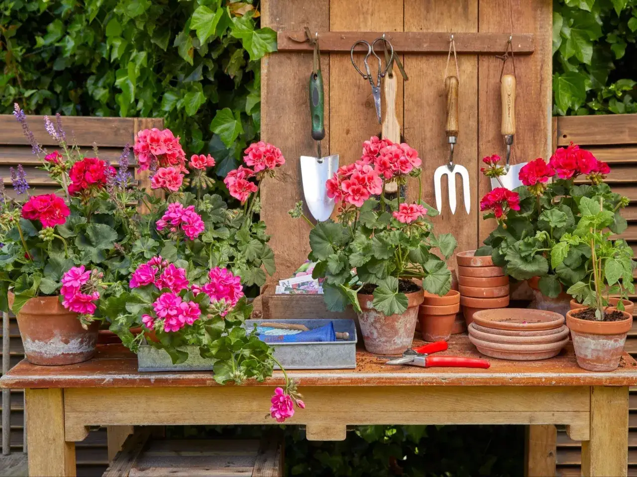 Pelargonie w doniczkach, gotowe do przesadzenia. Obok narzędzia ogrodnicze i ziemia do pelargonii.
