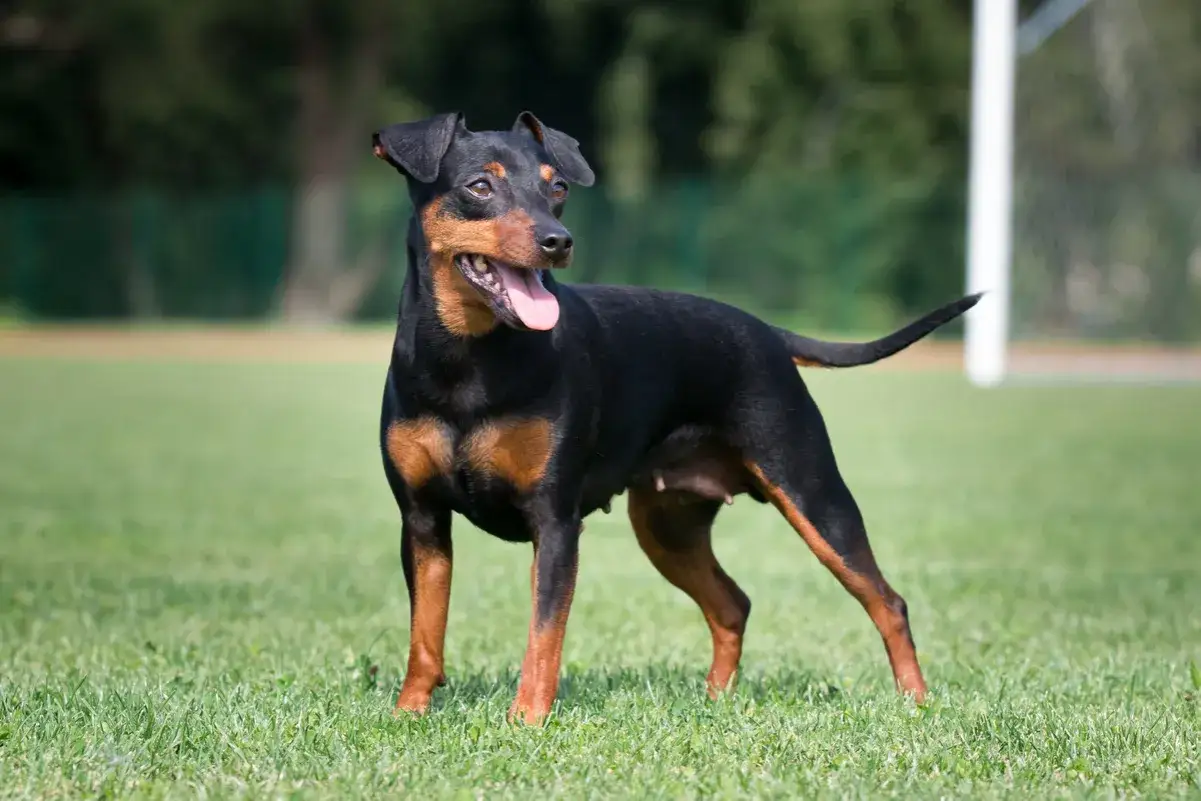 Ein aufmerksamer Pinscher Hund steht auf einer grünen Wiese, die Zunge leicht herausgestreckt.