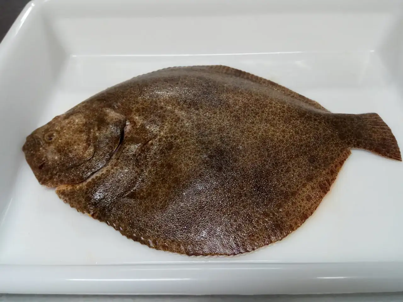 Un coruxo pescado, con su piel moteada y forma aplanada, descansa en una bandeja blanca, listo para ser preparado.