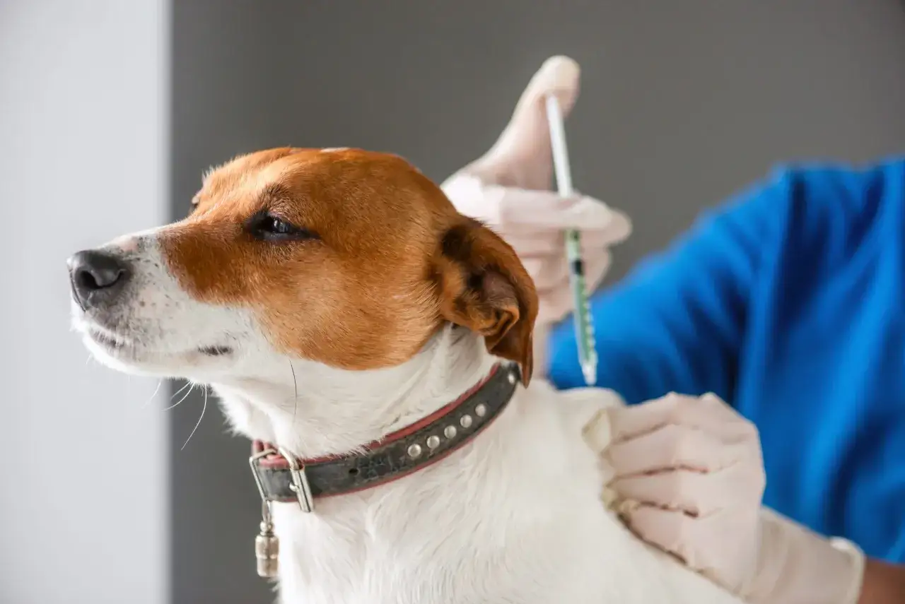 Un perro recibe una inyección antirrábica. El veterinario, con guantes, administra la vacuna para proteger a los perros.
