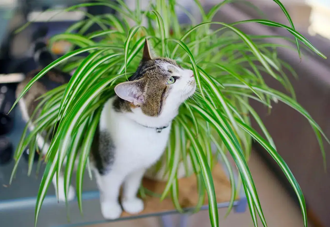 Un chat curieux se faufile dans un chlorophytum, une plante souvent considérée comme non toxique pour les chats, mais il faut rester vigilant.