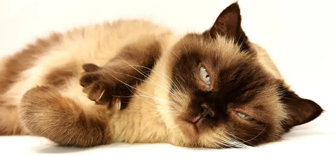 A fluffy Siamese cat rests, perhaps feeling a bit groggy from recent vaccinations. Its eyes are half-closed, and its paws are tucked in.