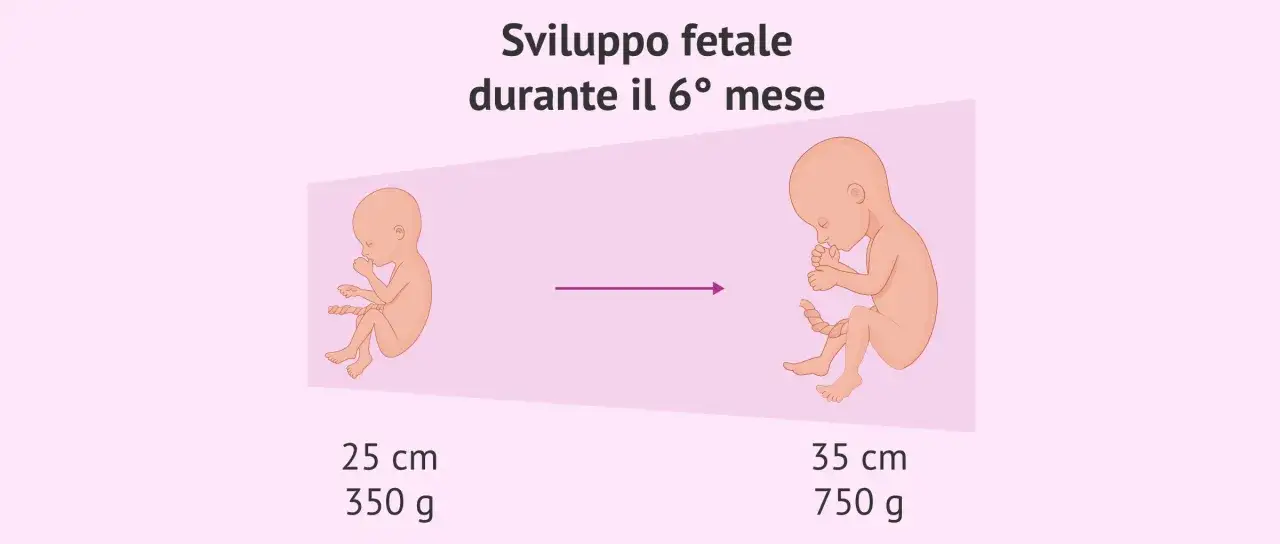 Sviluppo fetale nel sesto mese di gravidanza: da 25 cm e 350 g a 35 cm e 750 g.