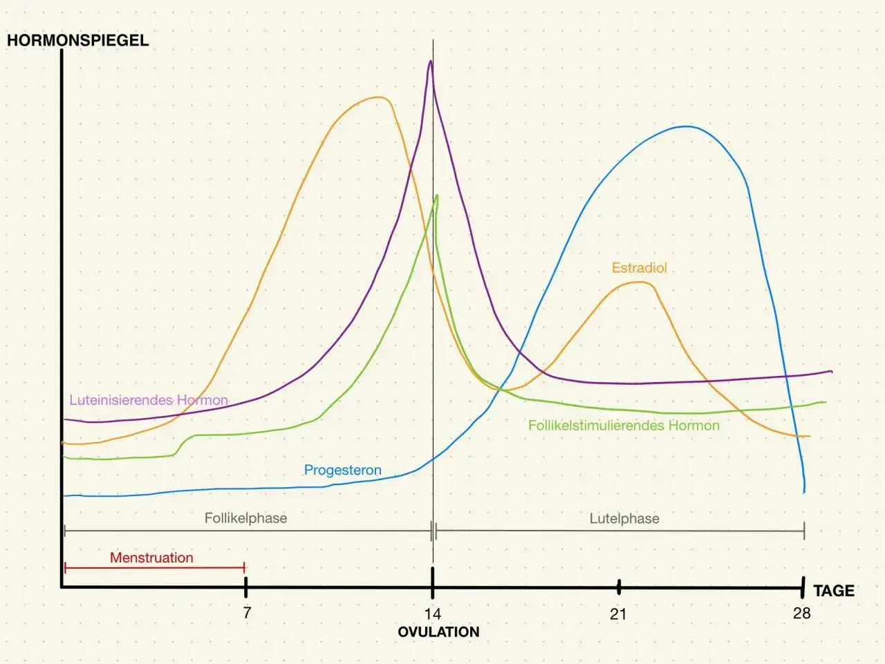 Diagramm zeigt Hormonspiegel im Zyklus. Nach dem Eisprung steigt Progesteron an, was auf eine mögliche Schwangerschaft hindeutet. Wann Periode nach Eisprung? Das Diagramm zeigt, dass dies vom Hormonverlauf abhängt.