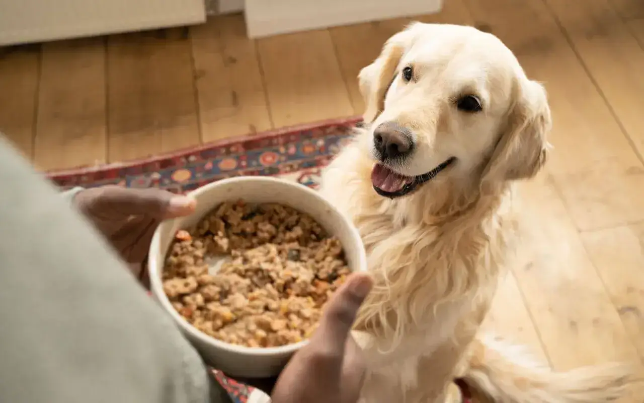 Un golden retriever attend avec impatience son repas barf chien. Une gamelle remplie de nourriture naturelle est tenue par une main.