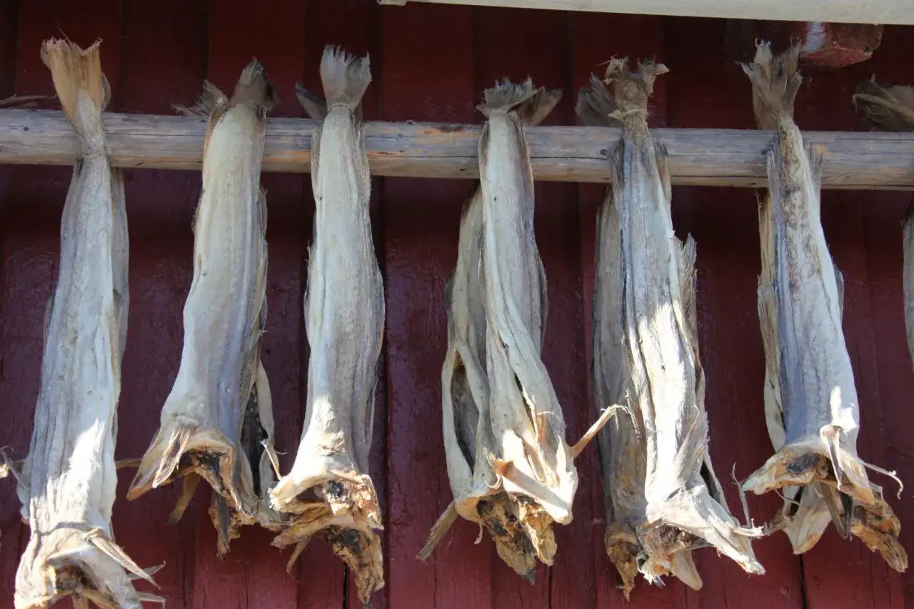 Getrockneter Fisch hängt an einem Holzgestell vor einer roten Wand. Ein traditionelles Gericht, das auch bei den Wikingern beliebt war: Vikinger essen gerne Fisch.