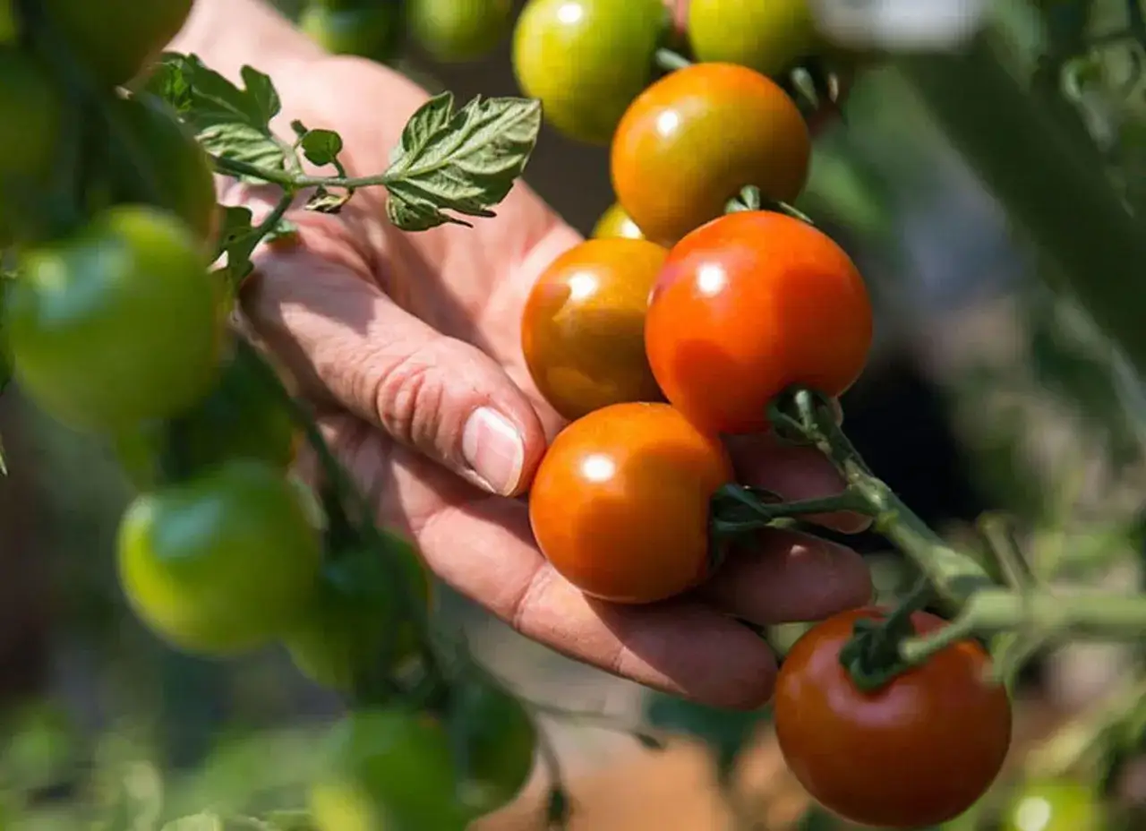 En hand plockar mogna tomater friland sorter. Gröna och orange tomater hänger på grenar i solljus.