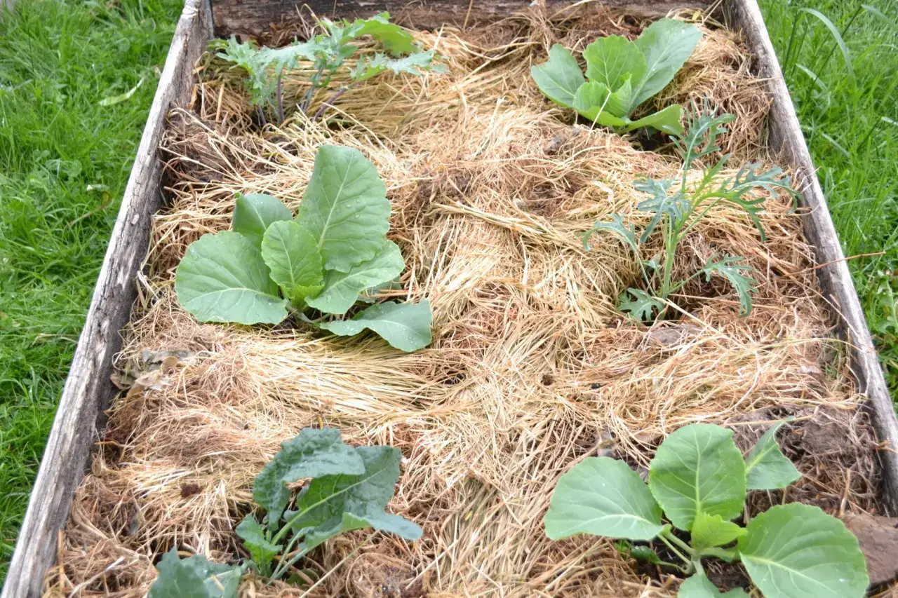 Odla i pallkrage tips: K&aring;lplantor och gr&ouml;nk&aring;l v&auml;xer i en pallkrage t&auml;ckt med halm.
