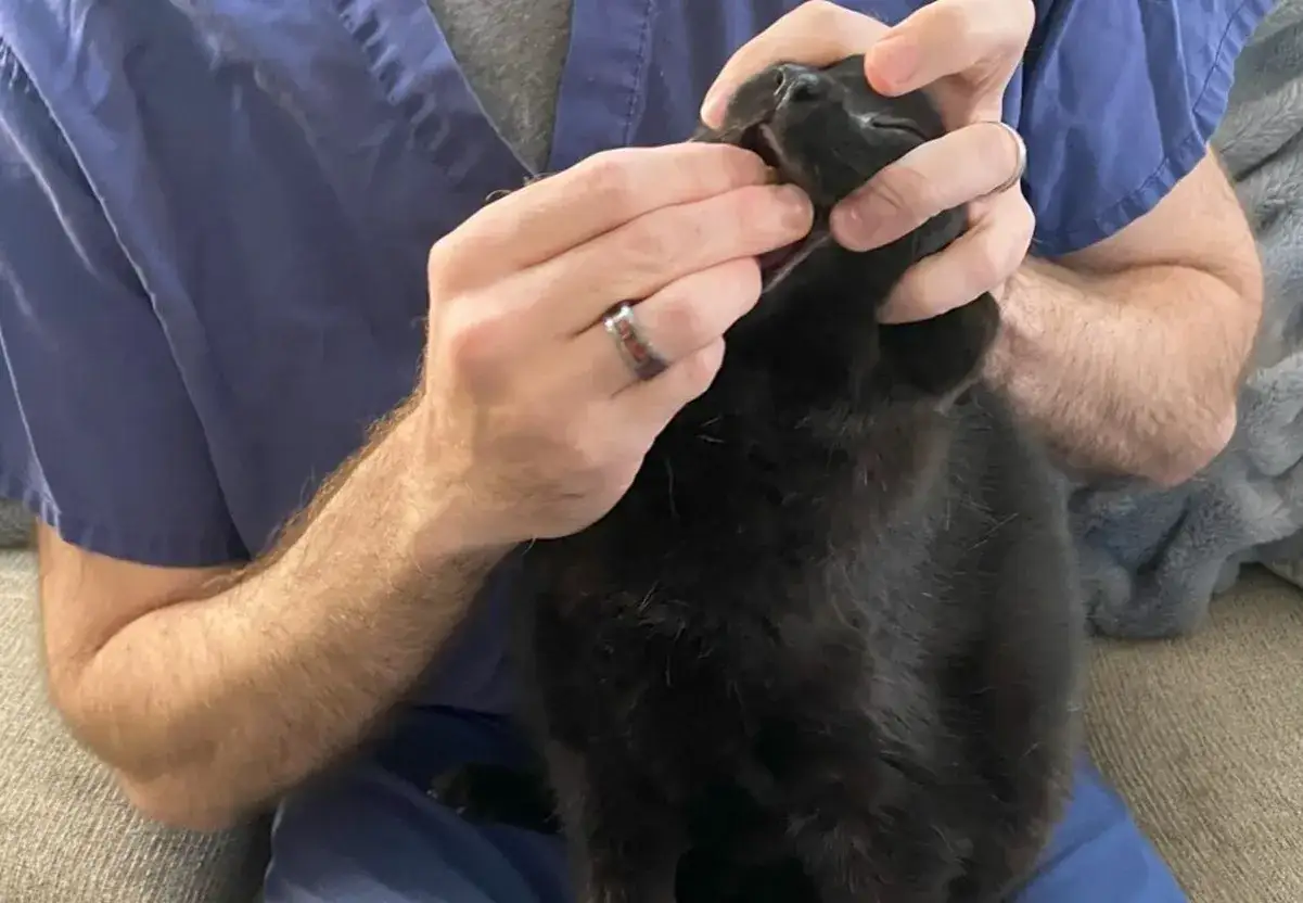 H&auml;nde geben einer schwarzen Katze eine Tablette.