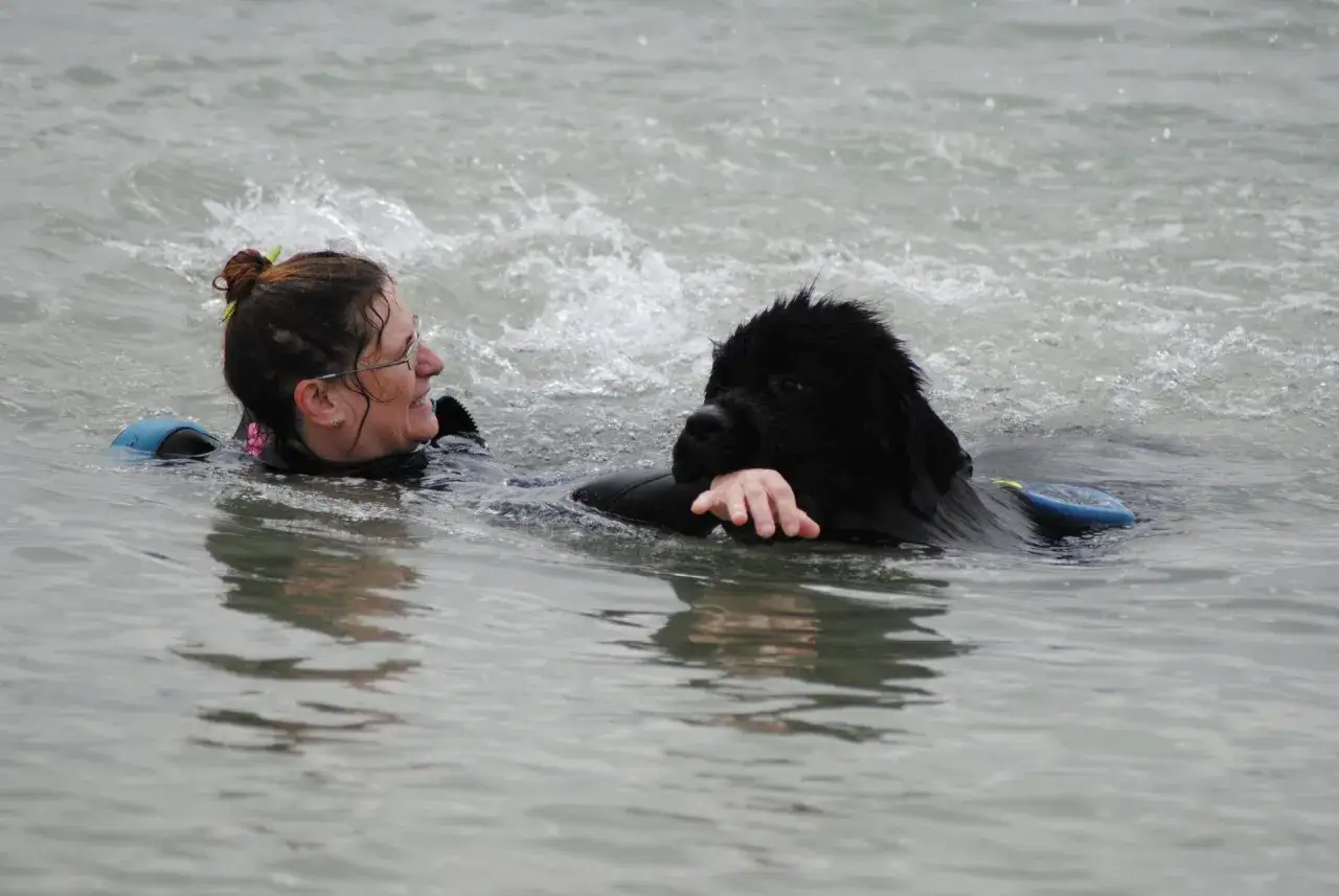 Une femme et son grand chien noir, un terre neuve, nagent joyeusement dans l'eau agit&eacute;e.