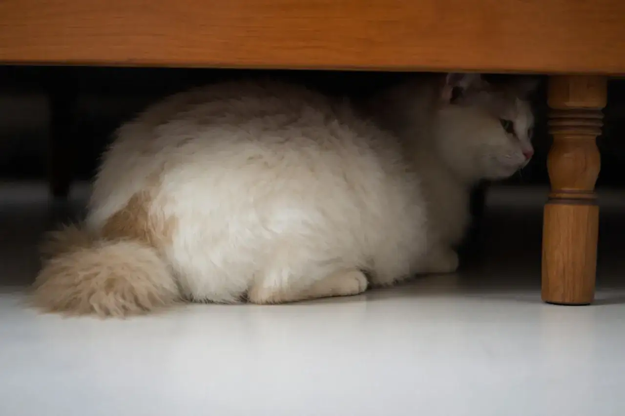 Un chat blanc et roux se cache sous un meuble en bois, l'air pensif. Le chat sent-il sa mort venir, ou juste une sieste ?