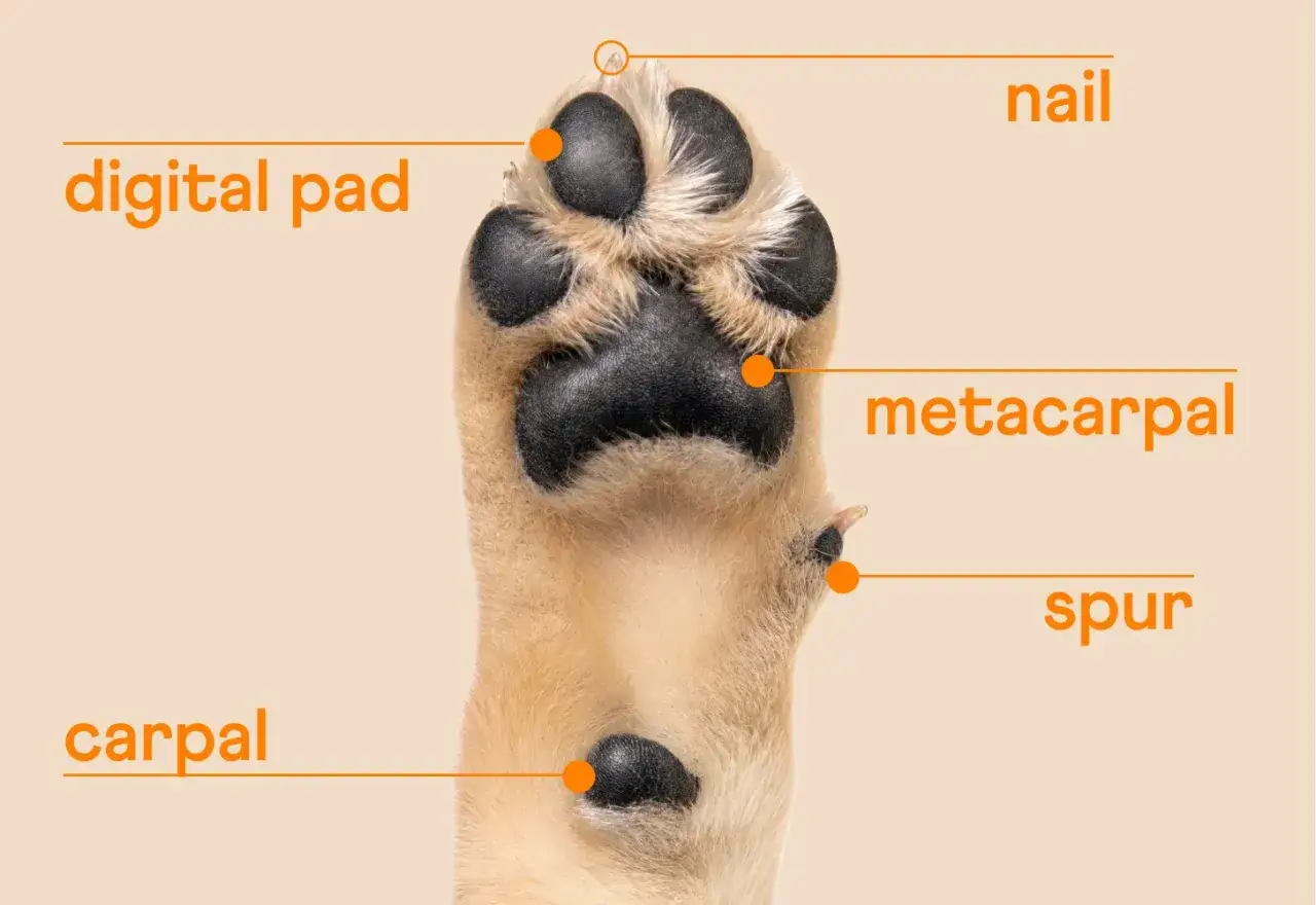 Anatomia łapy psa: widoczne opuszki palców (digital pad), pazur (nail), śródstopie (metacarpal), ostroga (spur) i nadgarstek (carpal).
