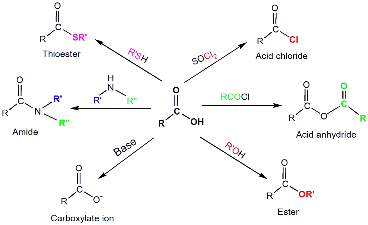Reaktionen einer Carbonsäure (COOH-Gruppe) zu Thioestern, Säurechloriden, Säureanhydriden, Estern, Amiden und Carboxylat-Ionen.