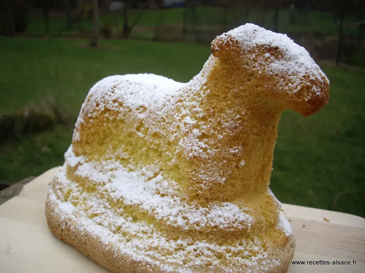 G&acirc;teau en forme d'agneau, saupoudr&eacute; de sucre glace. Un d&eacute;lice qui rappelle la recette lamala grand-m&egrave;re.