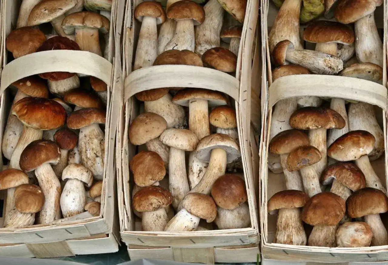 Grzyby w lesie Śląsk, las grzybowy