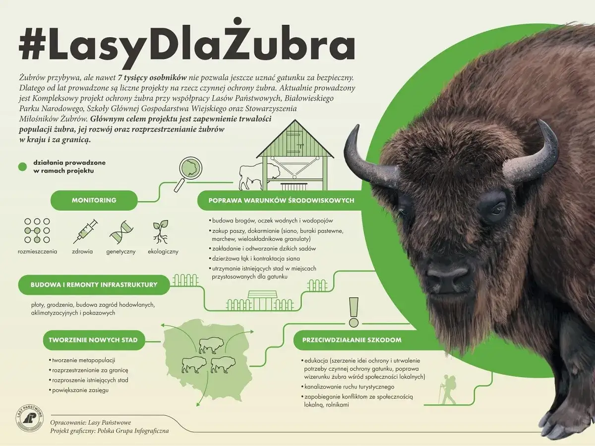 Gdzie występują żubry w Polsce? Projekt #LasyDlaŻubra pokazuje działania na rzecz ochrony tych zwierząt: monitoring, poprawa warunków, budowa infrastruktury, tworzenie nowych stad i przeciwdziałanie szkodom.