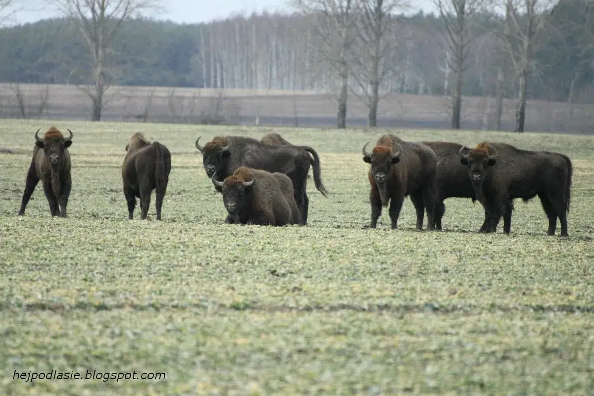 Stado żubrów na Podlasiu pasie się na polu. Kilka potężnych zwierząt stoi, jedno leży.