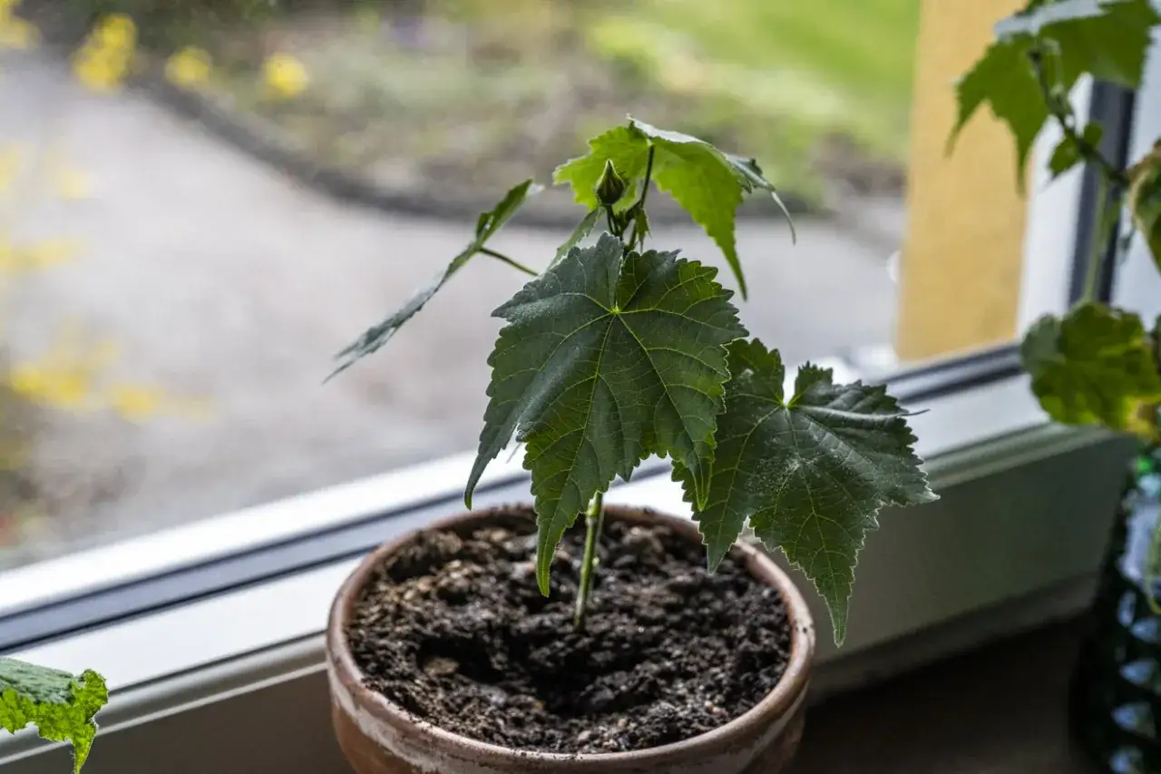 En grön klockmalva stickling med stora blad växer i en terrakottakruka vid ett fönster.
