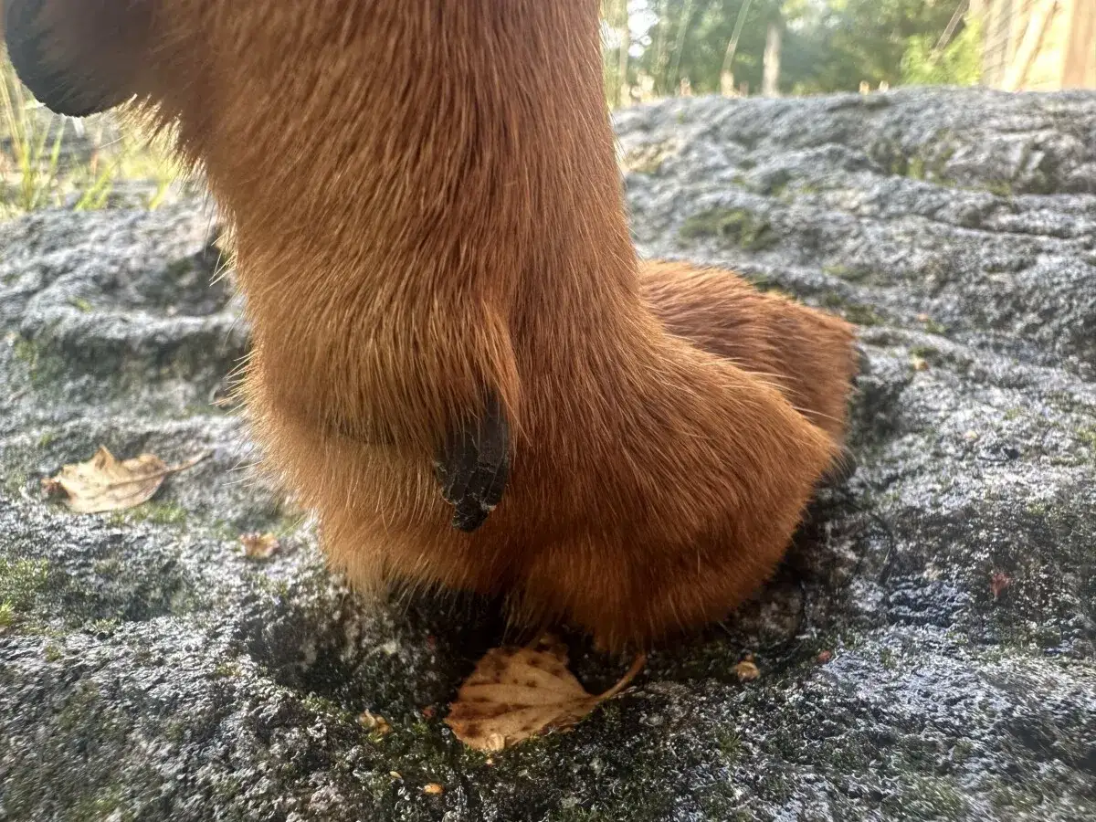 En brun hundtass vilar på en mossig sten. Man kan undra hur många tår en hund har när man ser denna tass.
