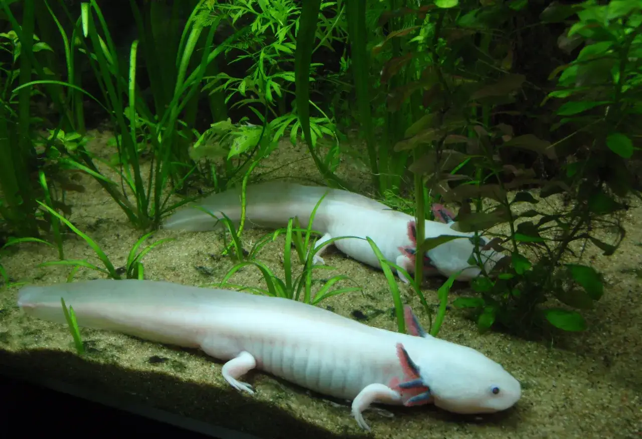 Akwarium z krewetkami Neocaridina