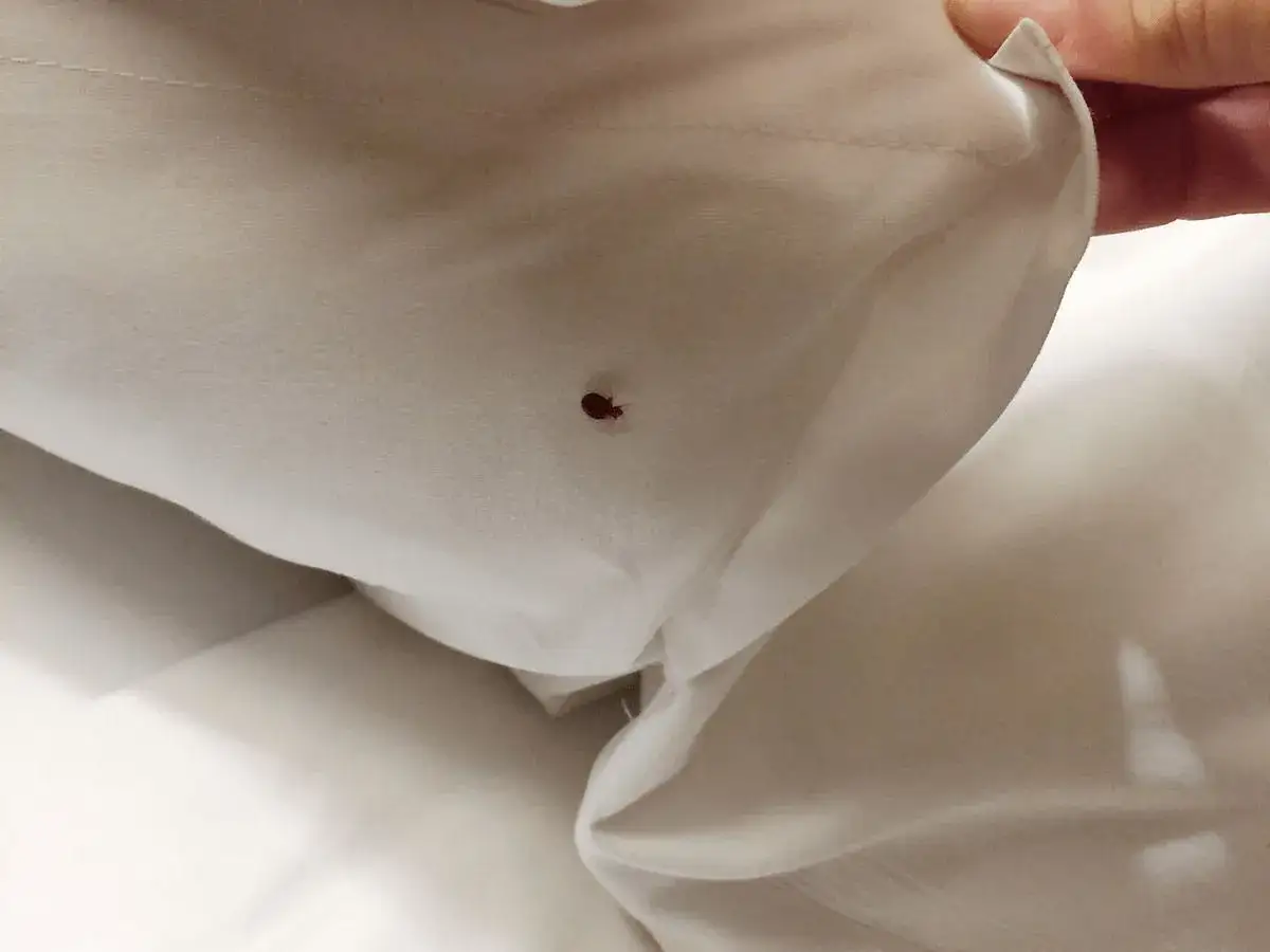 Una peque&ntilde;a chinche roja sobre una s&aacute;bana blanca, mostrando c&oacute;mo aparecen las chinches en la ropa de cama.
