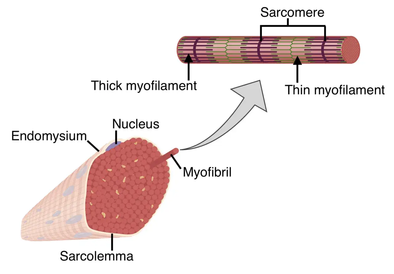 Muskelfaser mit Myofibrillen, Sarkomeren, dicken und dünnen Filamenten. Training fördert sarkoplasmatische Hypertrophie.