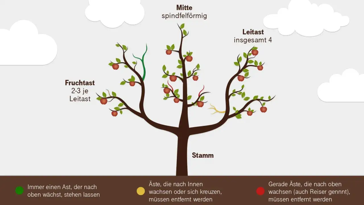 Illustration zeigt, wie man einen birnbaum schneiden sollte: Leit- und Fruchtäste, Stamm und die Mitte. Hinweise zur Astwahl.