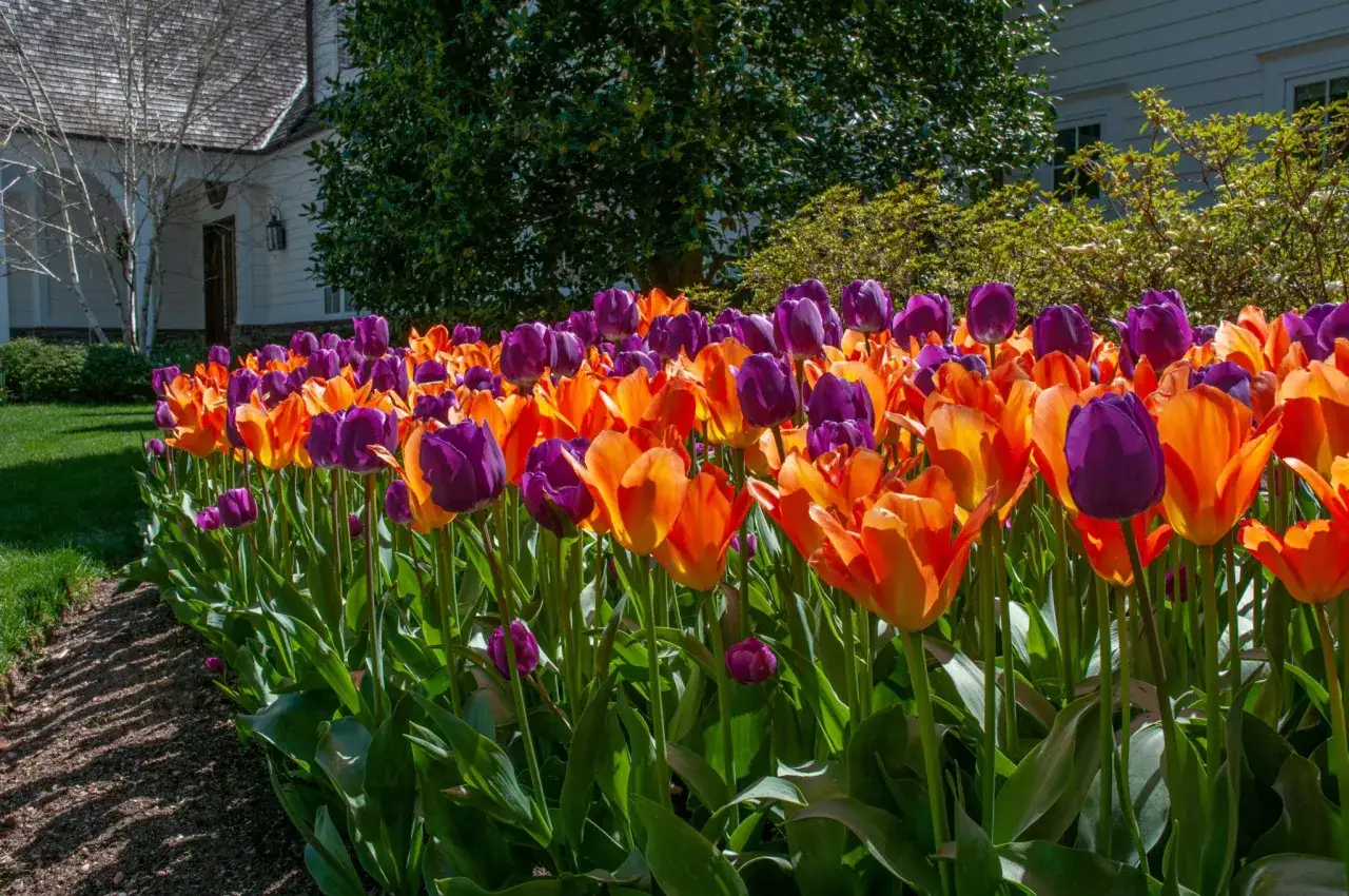 Vibrant orange and purple tulips bloom in a garden bed. Dig up tulip bulbs after the foliage turns yellow and dies back.