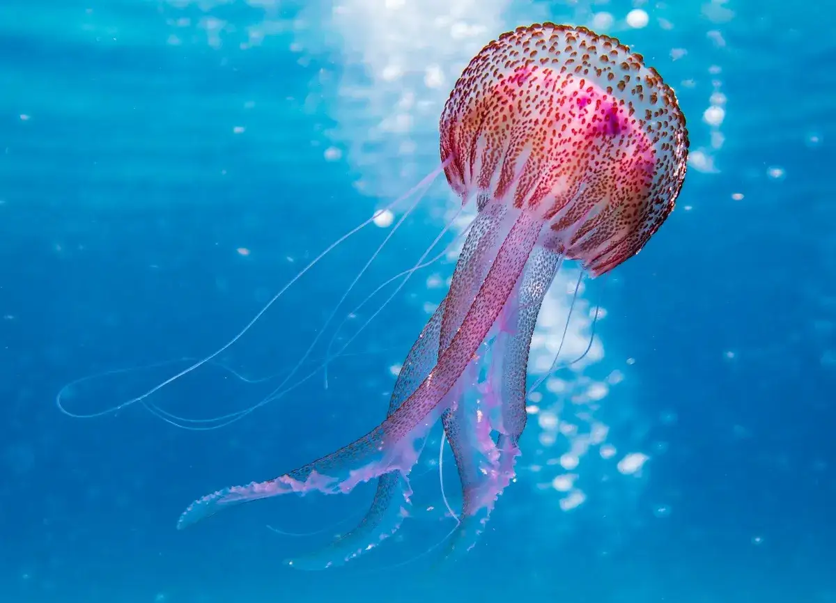 Medusa con tentacoli rosa e puntini rossi, un'elegante ma meduse mortali che fluttua nell'acqua blu.
