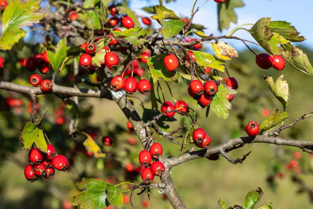 Gałąź głogu drzewa ugina się pod ciężarem jaskrawoczerwonych owoców. Liście, częściowo przebarwione, tworzą tło dla błyszczących kuleczek.