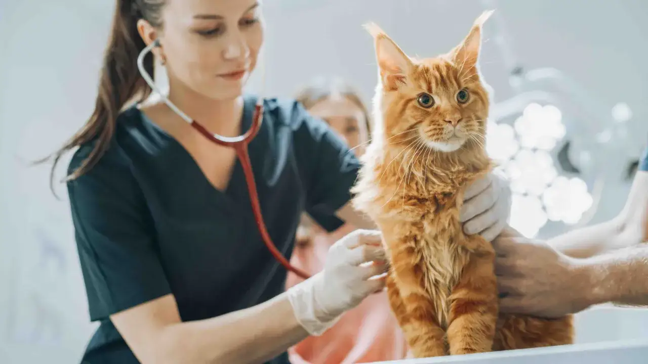 Vétérinaire examinant un chat roux, attentif aux maladies transmises par les chats.