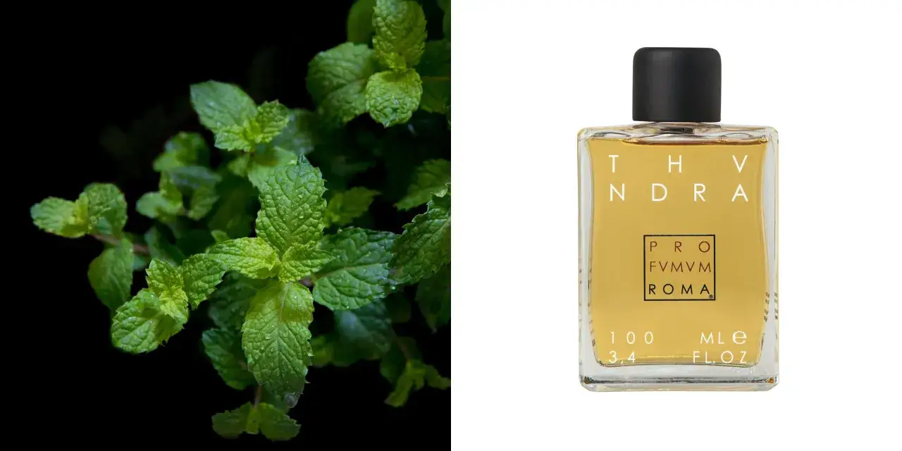 Świeży, zielony **mentol** i elegancka butelka perfum THYNDRA PROFVMM ROMA.