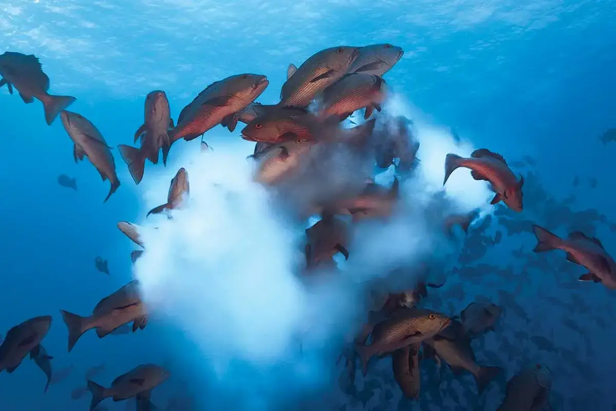 Ein Schwarm roter Schnapper-Fische umgibt eine Wolke aus Sedimenten im blauen Ozean.