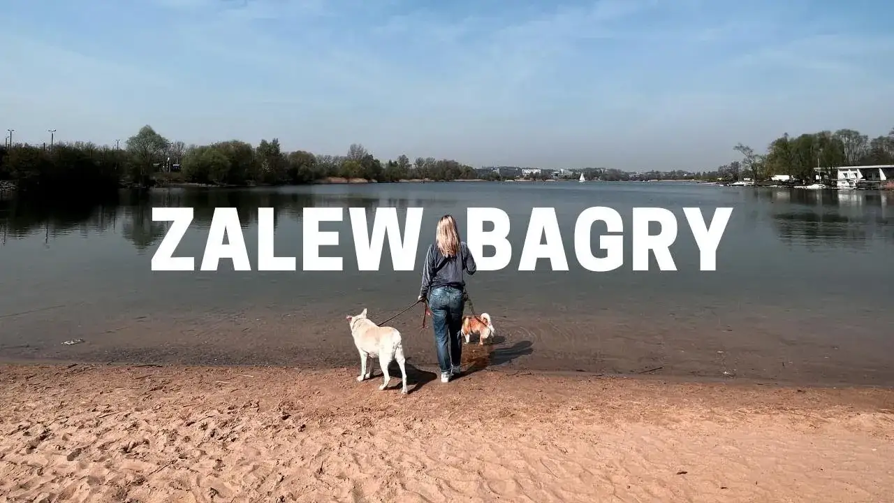 Psy nad Zalewem Bagry Krak&oacute;w