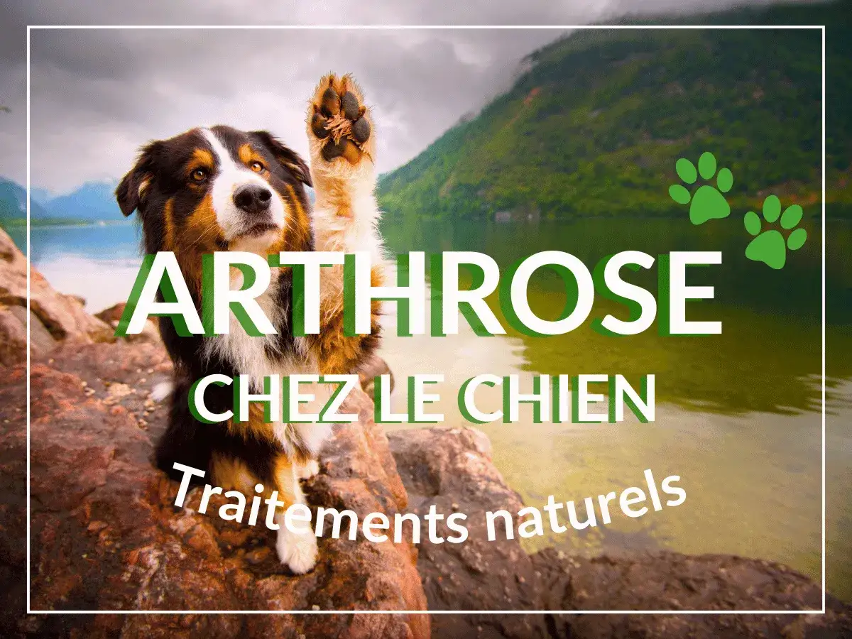 Un chien lève la patte, sur fond de lac et montagne. Le texte indique 
