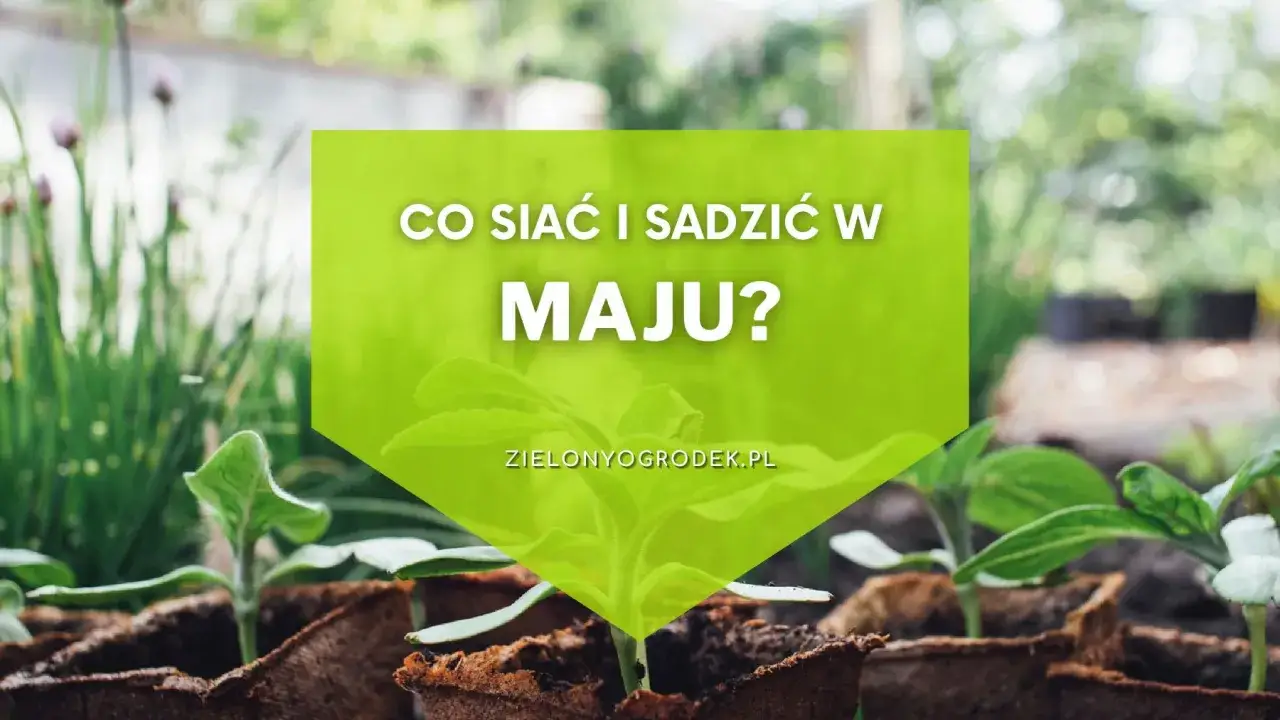 Młode sadzonki w doniczkach, gotowe do posadzenia. Dowiedz się, co siać i sadzić w maju, by cieszyć się obfitymi plonami.