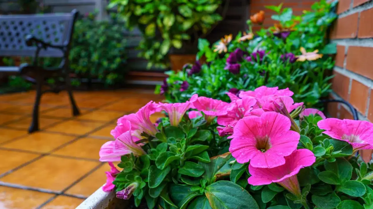 Primer plano de vibrantes flores de verano rosadas y moradas en una maceta, con un banco de hierro forjado y un patio de baldosas en el fondo.