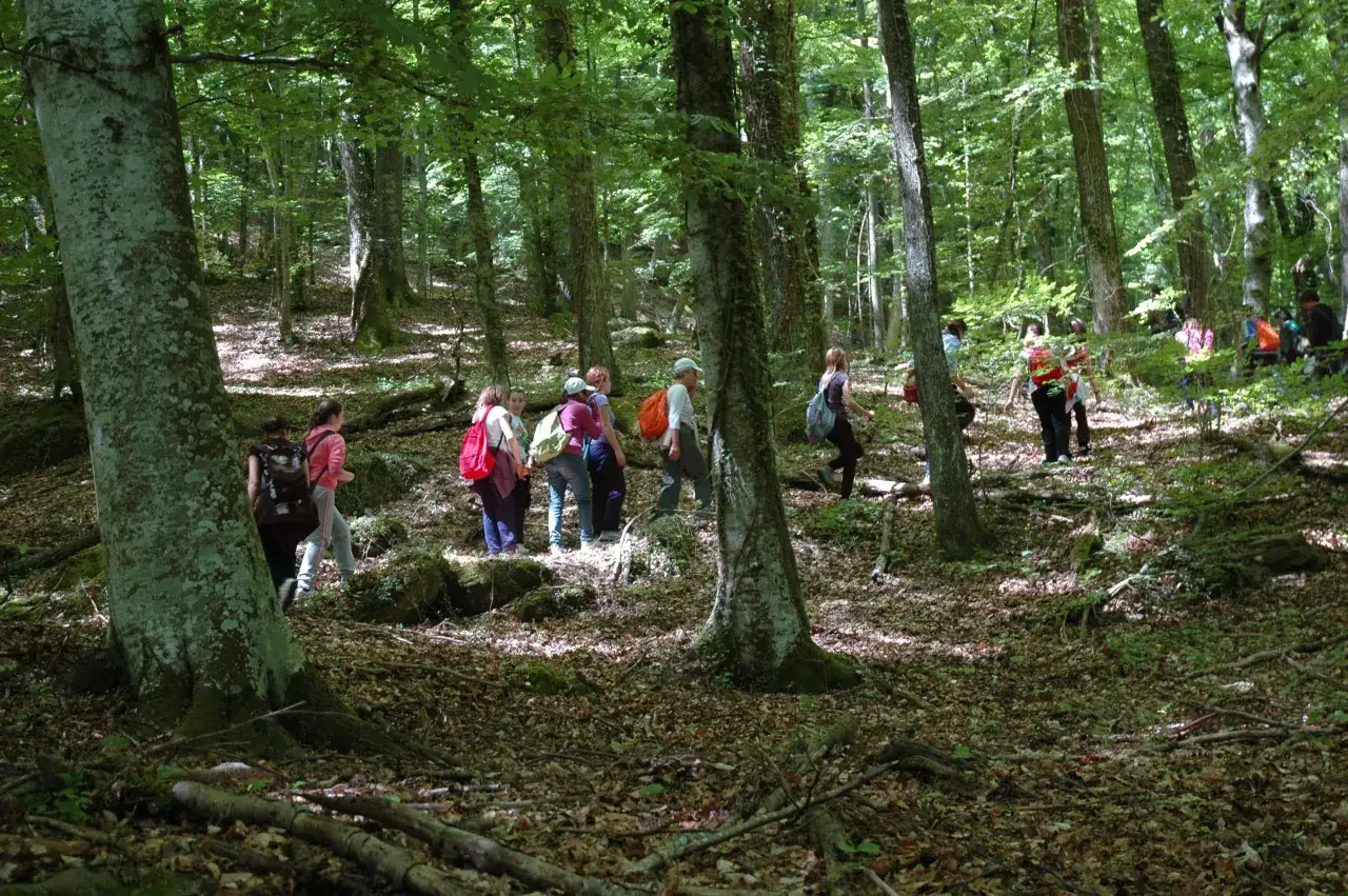 Un gruppo di escursionisti cammina nel bosco ombroso del Poggio San Romualdo, tra alberi secolari e foglie cadute.
