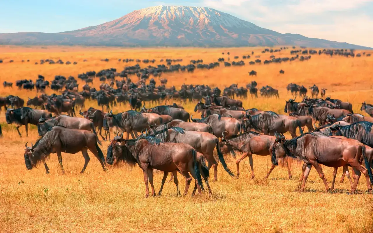 Stado gnu na tle ośnieżonego Kilimandżaro. Idealny czas na safari w Kenii to okres Wielkiej Migracji, od lipca do października.